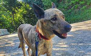 新北照顧毛寶貝好心肝 動保處助飼主守護彩色人生