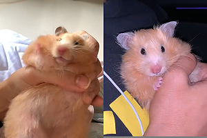 (影)胖黃金鼠「抖肉肉」掙脫魔掌　網友推爆：手感一定很讚！