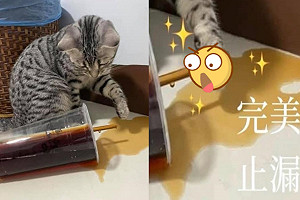 飲料被打翻!聰明貓「出肉球塞吸管」 媽笑翻:止漏成功!