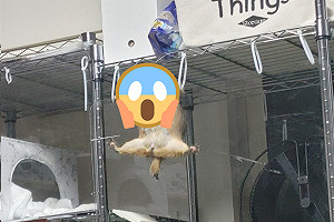 (影)土撥鼠雙手扶吊環兩腿大開「一字馬」 飼主驚:在做體操?