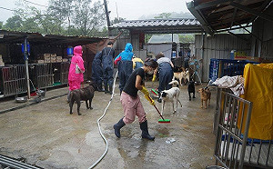 疫情衝擊民間動物收容所 新北協助營運及衛生清消