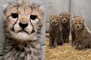 (影)小獵豹想媽媽竟「啾啾喊」賣萌 網笑:以為來到鳥園!
