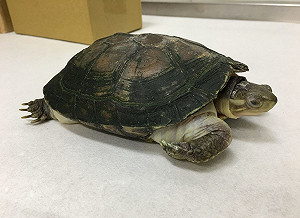 路上烏龜別亂撿!北市動保處:若撿到保育類 可處1年以下有期徒刑