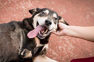 新北動保處雙響砲方案襄助 三腳狗樂天等候新家人