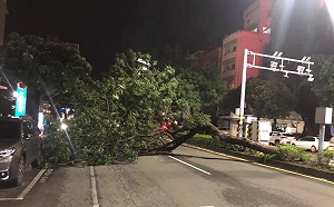 輕颱盧碧接近!高雄強風豪雨「2樹倒險砸車」 網怨:最好這樣不停班啦
