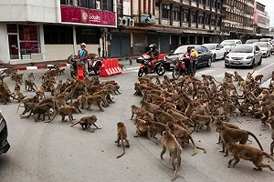 (影)泰國「野猴幫派」街頭鬥毆 猴王撂兄弟搶地盤嚇壞路人!