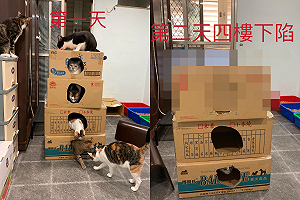 四層貓屋過一晚竟被「小胖子壓垮」 奴才震驚:誰幹的!?