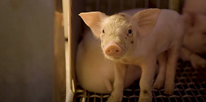 食藥署公布上半年豬肉萊克多巴胺檢驗結果！抽驗4,215件皆合格