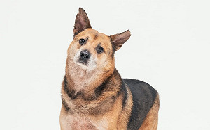 新北動保處首創毛寶貝拍沙龍照 三個月送養132隻犬貓