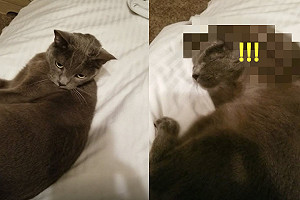 (影)奴才叫主子起床　牠竟雙手抱頭遮耳朵：讓我靜一靜！