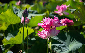 來桃園坐大王蓮當花仙子!2021觀音蓮花季明夢幻回歸