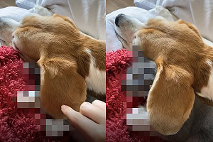 小貓躲進狗狗大耳朵熟睡 媽一掀開笑:當作被子嗎?
