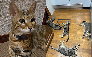 寸步難行！想做飯卻被貓咪們「拼命阻擋」　網笑：討罐集團？