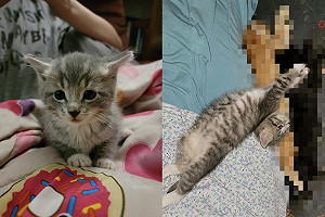 清晨上廁所聽見幼貓叫 一週後家裡變小貓「聚寶盆」?