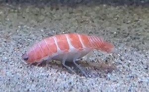 日本水族館秀出「鮭魚壽司」蝦子