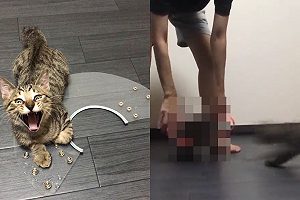 (影)奴才出奇招「5秒不到」抓到過動貓　網笑：太強啦！