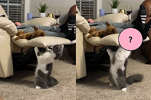 (影)調皮貓想偷打約克夏  竟從椅子下伸手襲擊：94要打你！