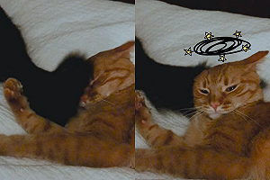 (影)興奮大狗尾巴「狂打臉牠」 橘貓表情淡定：偶沒事！