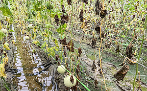 暴雨致災！全台農損破5.7億   嘉義、高雄、南投成重災區