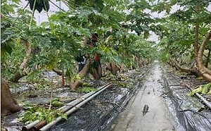 5月梅雨襲台農損1697萬！農委會：屏東最慘重