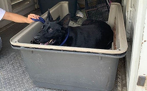 大黑犬跌落山坡受困 　新北動保員機智成功救援