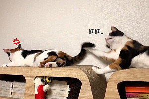 (影)貓咪偷玩同伴尾巴以為神不知鬼不覺　沒想到下秒慘遭打臉