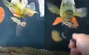 (影)網友甩吊飾大魚竟跟著「高速抖動」　網驚：這是貓咪吧？