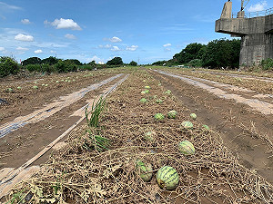 豪雨導致菜價上漲5成 盧秀燕：嚴防人為哄抬最重罰30萬元
