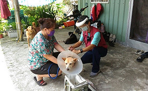 護偏鄉毛寶貝健康 新北到府施打狂犬病疫苗