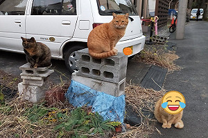 (影)浪貓坐空地「頒獎台」 網笑：金牌與銅牌表情差很大！