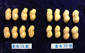 成功改良落花生！新品種台南20號生保鮮期長達８個月