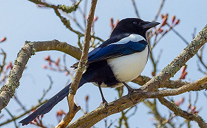 喜鵲謢巢俯衝襲擊 澳洲一母親摔倒造成女嬰死亡 市長 : 震驚了這座城市