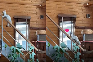 (影)這樣比較快？貓咪「溜滑梯」下樓　網笑：果然是小屁孩！