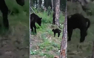 (影)超狂黑貓霸氣逼退「熊出沒」　網讚：不愧是戰鬥民族的貓！