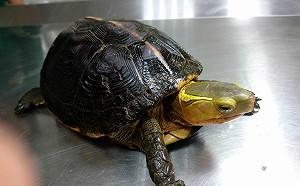 新北生態豐富 動保處今年已救6隻一級保育類食蛇龜