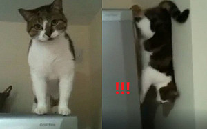 (影)貓咪背靠牆壁縫隙垂直走下冰箱　網驚：蜘蛛貓？