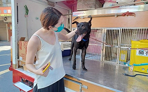 新北臉書認養效果佳  中和動物之家2個月成功推銷51隻狗