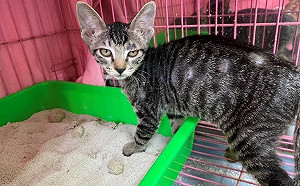 夏季潮濕悶熱夏天  新北動保處協助飼主擊退貓癬