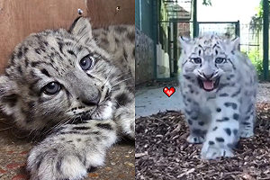 (影)胖寶寶雪豹「吱吱叫」 軟萌甜聲融化網友的心！