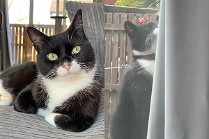 (影)賓士貓「堅守賞鳥」　等到打瞌睡仍不走：還不夠！