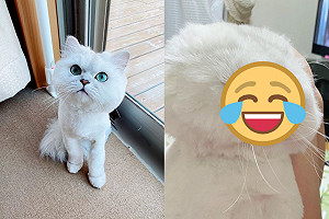 貓咪因做壞事被責罵　牠緊閉雙眼：人家下次不敢了！