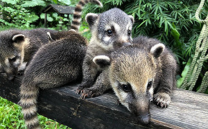 壽山動物園休園不休息 推出線上動物園陪民眾防疫