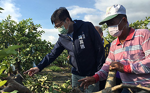 高雄芭樂農損浮現 陳其邁爭取納入免勘災損率品項