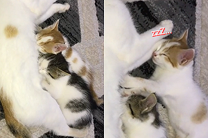 奶貓飯飽後「枕喵媽媽手」入睡　網友大讚：是天使！