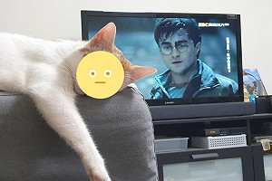 媽外出4天！回家貓咪狂盯半小時　她驚：我該注意什麼？