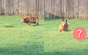 狗「被按暫停鍵」僵草地　奴才等三秒黑影跳出才懂：認真模式！