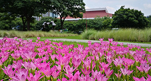 萬綠叢中的粉紅嬌客！浪漫粉韭蘭於台北行旅廣場盛開中