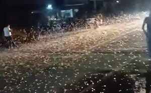 (影) 末日異象? 河南鄧州出現鋪天蓋地數十萬隻「怪蟲」 居民恐慌