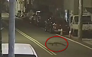 新竹驚傳鱷魚｢逃家｣逛大街！里長急發公告 飼主稱應該不會無故咬人