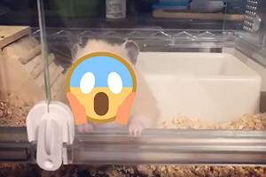 (影)飼主出賣倉鼠猙獰大嘴慢動作舔玻璃　網：笑到腹肌痛！